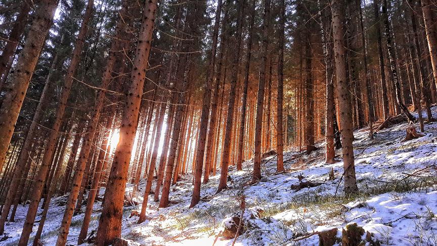 © Thomas Kaiser Idyllische Hang-Waldlandschaft. (Thomas Kaiser)