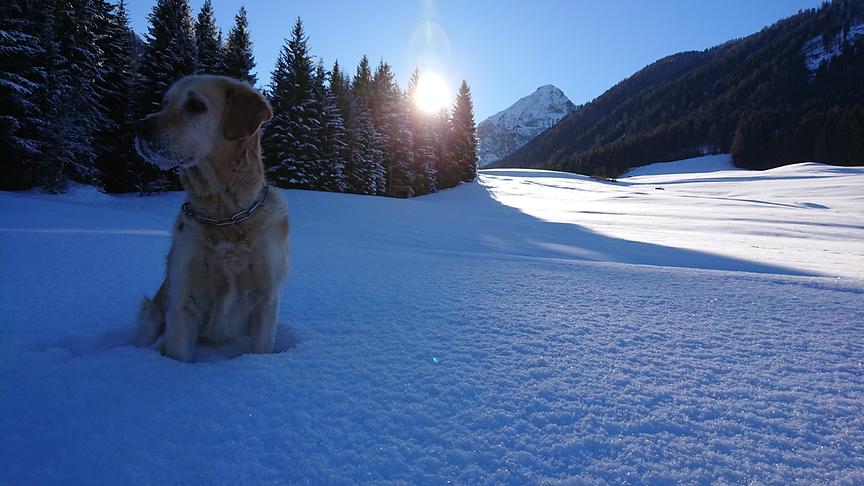 © Thomas Singer Frohe Weihnachten wünscht unsere Golden-Retriever Hündin Inka mit diesem Urlaubsfoto aus Kartitsch/Osttirol. (Thomas Singer)