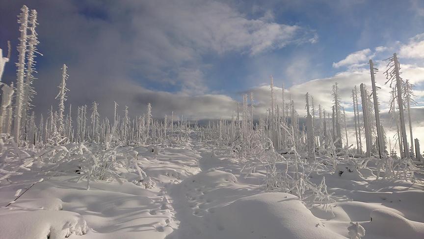 © Alois Ganser Bizarre Winterlandschaft am Dreiländereck A-D-CZ mit Sonne und Nebel. (Alois Ganser)