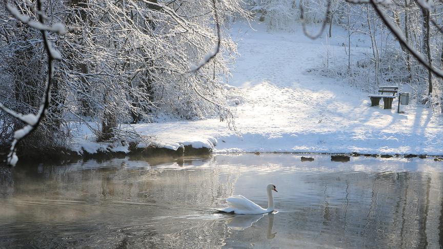 © Reinhard Weigel Der Schwan freut sich auf die Futtersuche in der eiskalten Enknach im Tal in Braunau am Inn. (Reinhard Weigel)