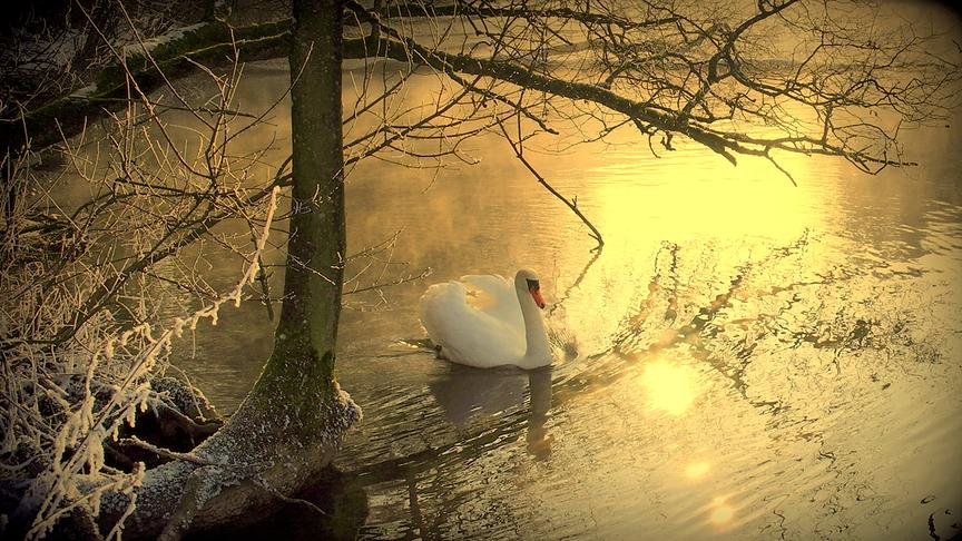 © Reinhard Weigel Auf Futtersuche im winterlichen romantischen Enkach-Weiher in Ranshofen. (Reinhard Weigel)
