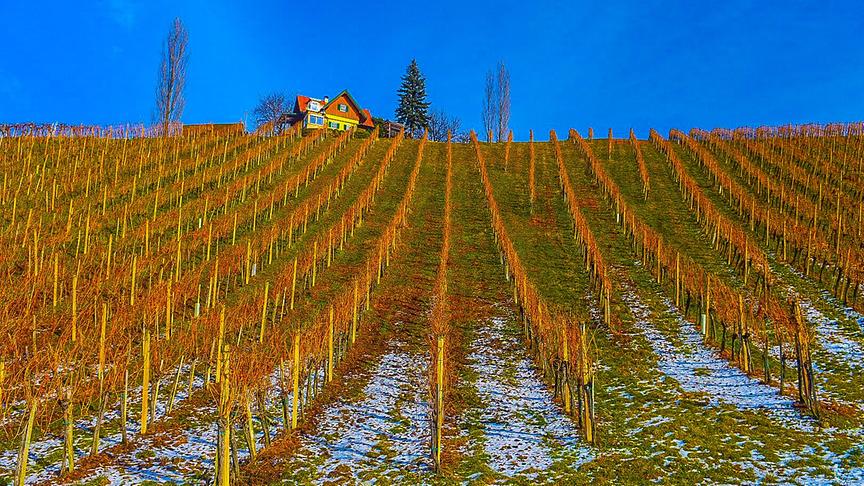 © Siegfried Schlager Weinberge - Impressionen in der Südsteiermark. (Siegfried Schlager)