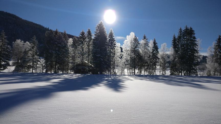© Peter Ullrich Raureifbedeckte Baumgruppe in Richtung Muggenmoos in Leutasch. (Peter Ullrich)
