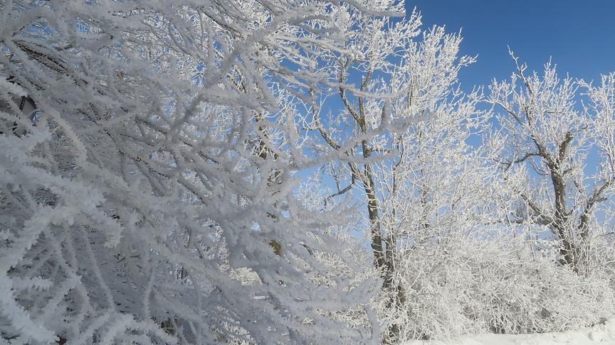 © Rudolf Kössl Raureif am Randegger Hochkogel. (Rudolf Kössl)
