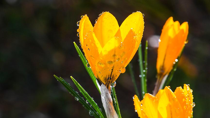 © Manfred Gasser Es wird doch bald Frühling! (Manfred Gasser)