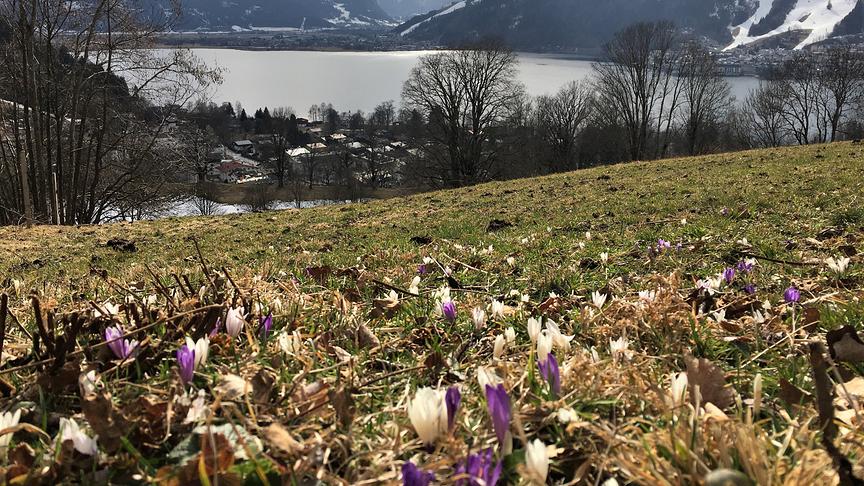 © Inge Lindengrün Wiesenkrokusse, im Hintergrund der Zeller See und das Kitzsteinhorn. (Inge Lindengrün)