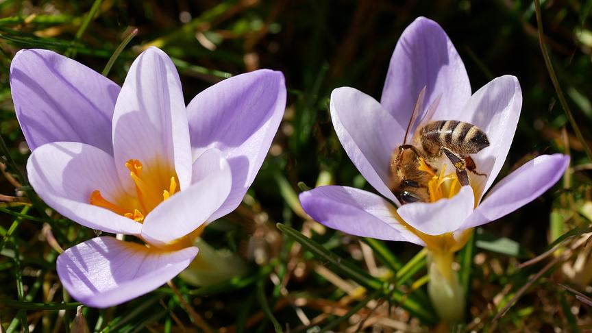 © Annelie Möser Die ersten Krokusse locken sofort die Bienen an. (Annelie Möser)
