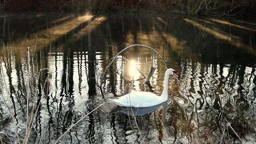 © Reinhard Weigel "Schwan im Morgennebel" auf Futtersuche in der kleinen Enknach im Tal in Braunau am Inn. (Reinhard Weigel)