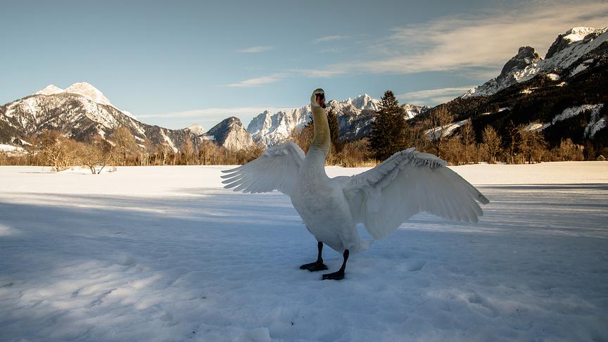 © Gerlinde Ainhirn Ein wunderschöner Schwan im Schnee vor den Xseis Bergen. (Gerlinde Ainhirn)