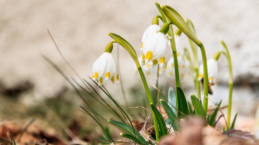 © Gerlinde Ainhirn Ein kleiner Frühlingsgruß. (Gerlinde Ainhirn)