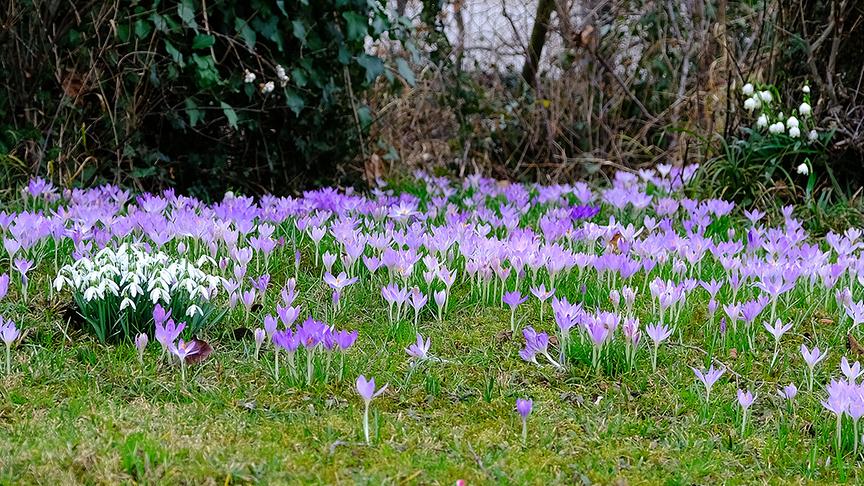 © Roberto Moresco Krokuswiese in mein Garten. (Roberto Moresco)