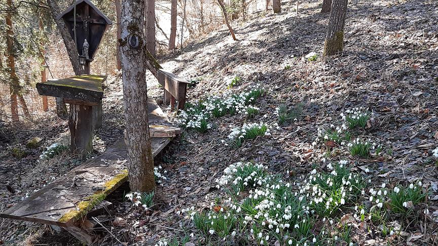 © Brigitte Trenker Der Frühling lässt grüßen... Schneeglöcklein im PItztal. (Brigitte Trenker)
