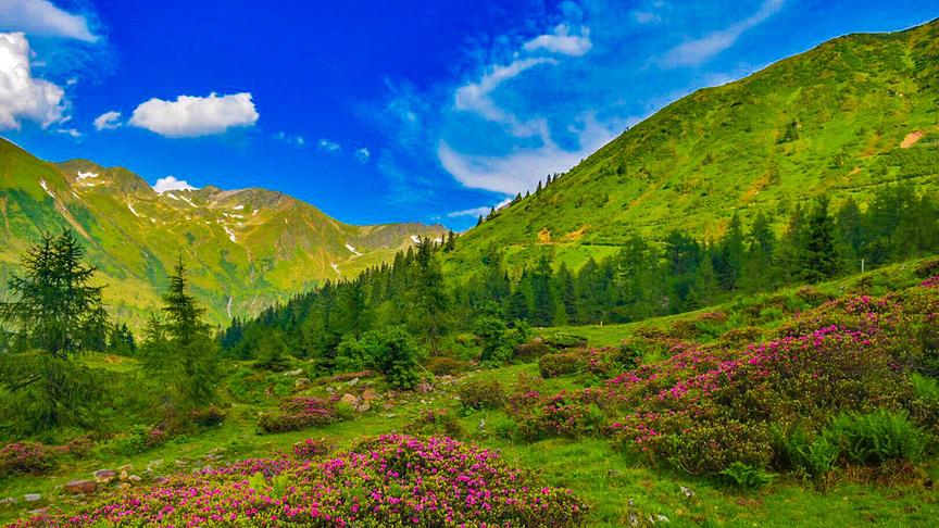 © Siegfried Schlager Start der Almrauschblüte am Sölkpass. (Siegfried Schlager)