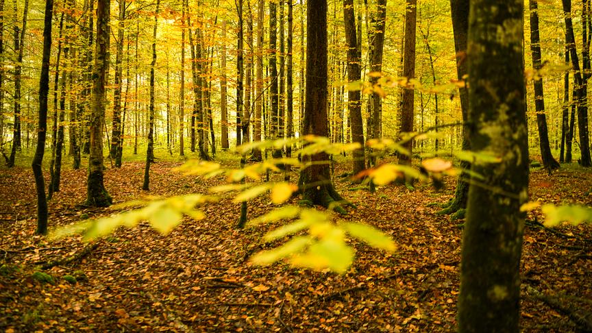 © Manfred Gasser Herbstwald in Schnepfau/Bregenzerwald. (Manfred Gasser)