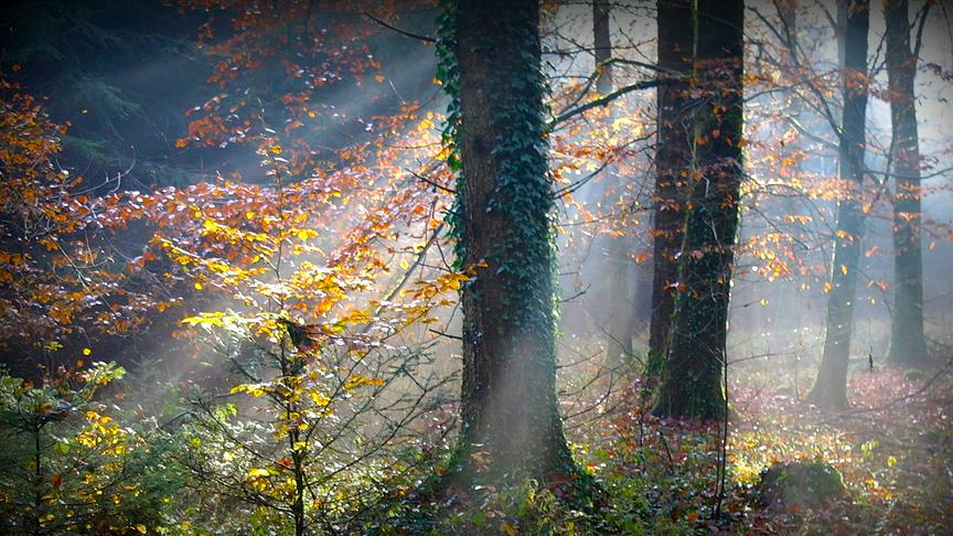 © Reinhard Weigel Herbst im Forst (Reinhard Weigel)
