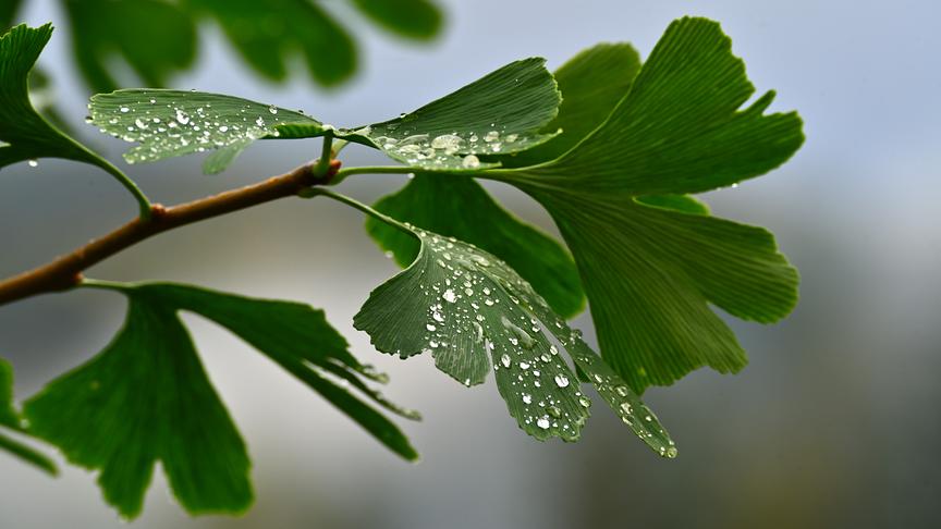 © Karl Zettelbauer Am Tag als der Regen kam (Karl Zettelbauer)