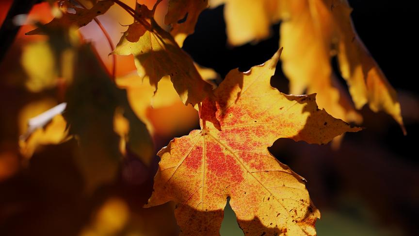 © Walter Hochfellner Goldener Herbst (Walter Hochfellner)