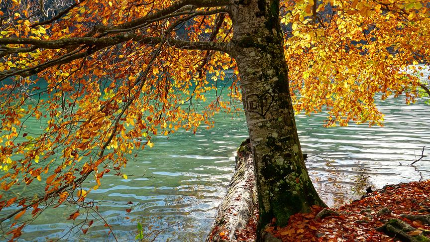 © Annelie Möser Unter goldenen Buchenblättern am Weissensee (Annelie Möser)