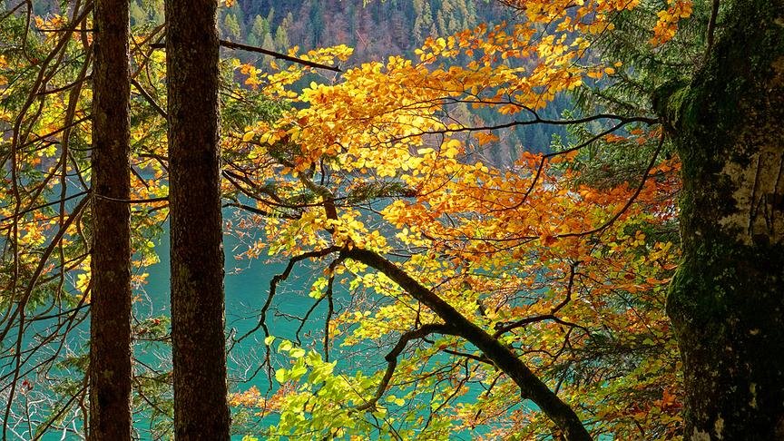 © Annelie Möser Leuchtende Herbstblätter am Weissensee. (Annelie Möser)