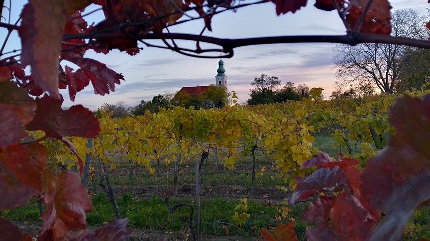 © Annemarie Hartl Reisenberg vom Weinberg in Richtung Pfarrkirche (Annemarie Hartl)