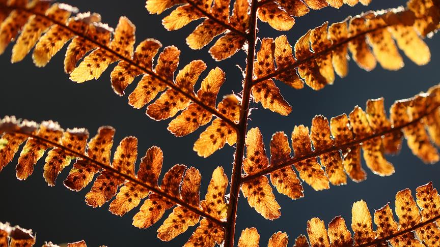 © Walter Hochfellner Herbstlicher Farn (Walter Hochfellner)