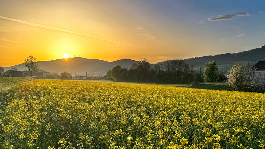© Wruntschko Jörg Ein Rapsfeld in Sankt Marein im Mürztal bei Sonnenaufgang.(Wruntschko Jörg)