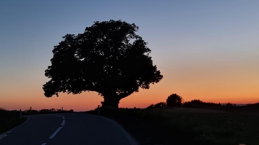 © Georg Ackerer Ein Uralter Baum nach dem Sonnenuntergang (Naturdenkmal)bei Geinberg! (Georg Ackerer)