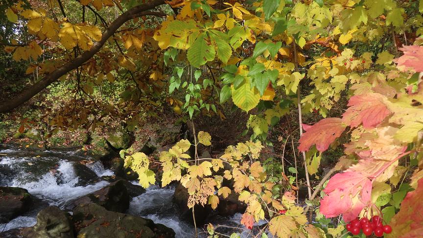 © Rudolf Kößl Das farbenprächtige Ufer der kleinen Erlauf über Gresten. (Rudolf Kößl)