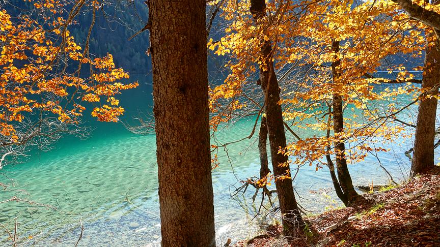 © Annelie Möser Goldene Buchenblätter am Weissensee. (Annelie Möser)