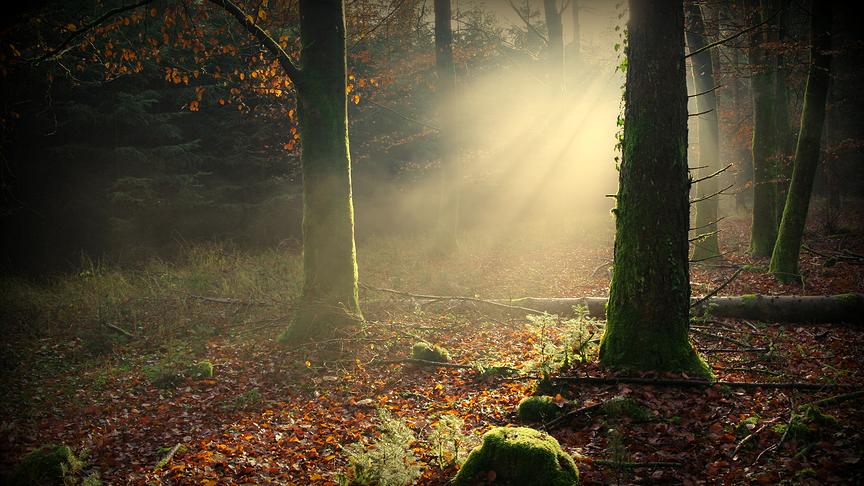 © Reinhard Weigel Forstromatik (Reinhard Weigel)