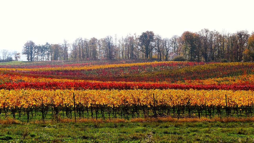 © Hermann Sauer Weingärten im November (Hermann Sauer)