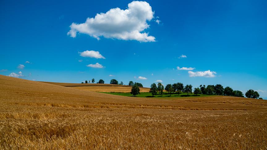 Kontrastreiche Sommerlandschaft im Hausruckviertel (Manfred Kamleitner)