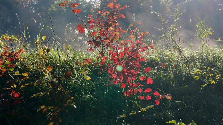 Herbstpflanzen und Gras im Morgennebel 