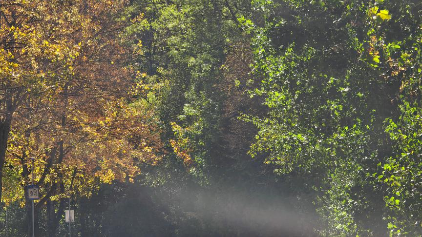Eine lange Allee mit großen Bäumen im Herbst, deren Blätter golden und orange leuchten. Der Weg ist mit abgefallenen Blättern bedeckt.