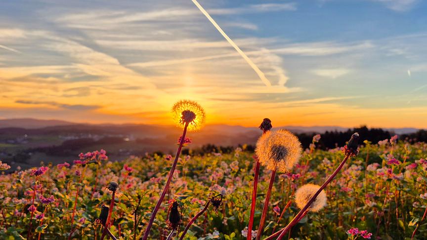 Nahaufnahme eines ausgeblühten Löwenzahns als Pusteblume auf einer Blumenwiese im warmen Licht des Sonnenuntergangs.