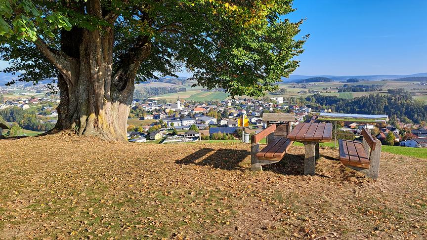 Aussichtspunkt unter einem alten Baum mit Sitzbank und Blick über eine Stadt und die umliegende Landschaft.