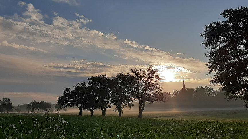 Feld mit tiefstehender Morgensonne und Nebel über einem Feld mit Obstbäumen