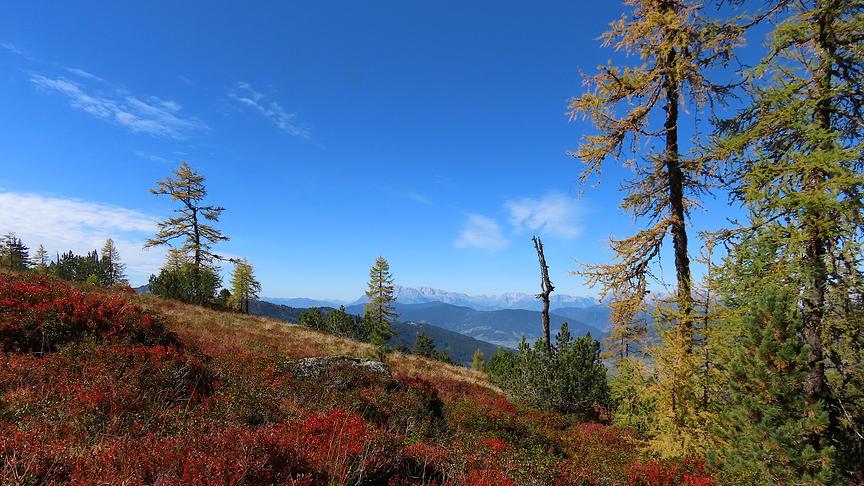 Herbstliche Sträucher und eingefärbte Bäume und Bergpanorama auf der Fageralm