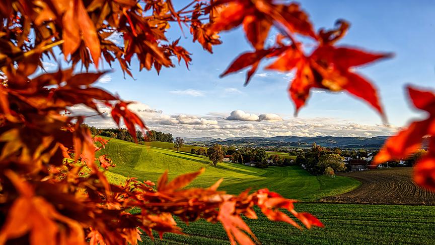 Leuchtend orange-rote Ahornblätter rahmen den Blick auf eine grüne Hügellandschaft mit Feldern und Häusern unter blauem Himmel mit weißen Wolken.