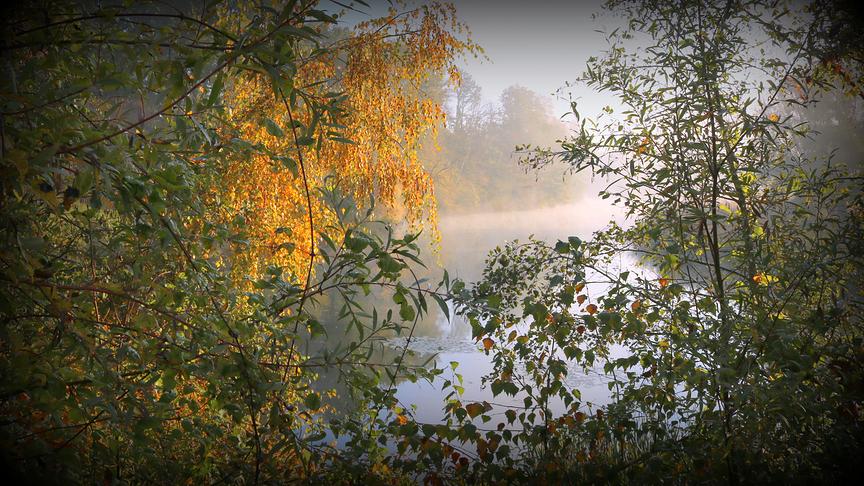 © Reinhard Weigel Herbstgold (Reinhard Weigel)
