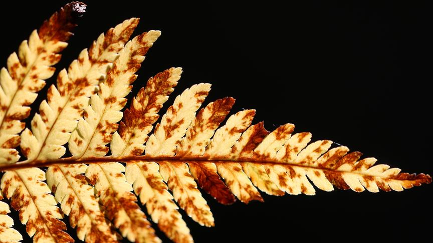 © Walter Hochfellner Farn in der Herbstsonne (Walter Hochfellner)