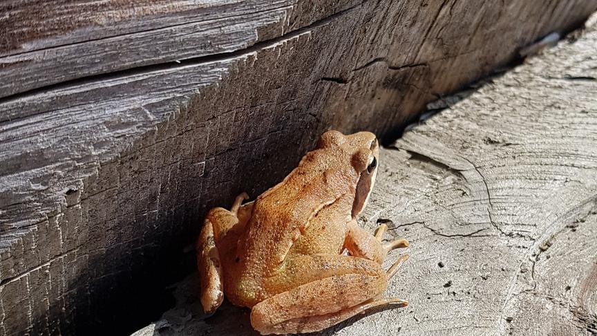© Rauscher Birgit Grasfrosch (Rauscher Birgit)