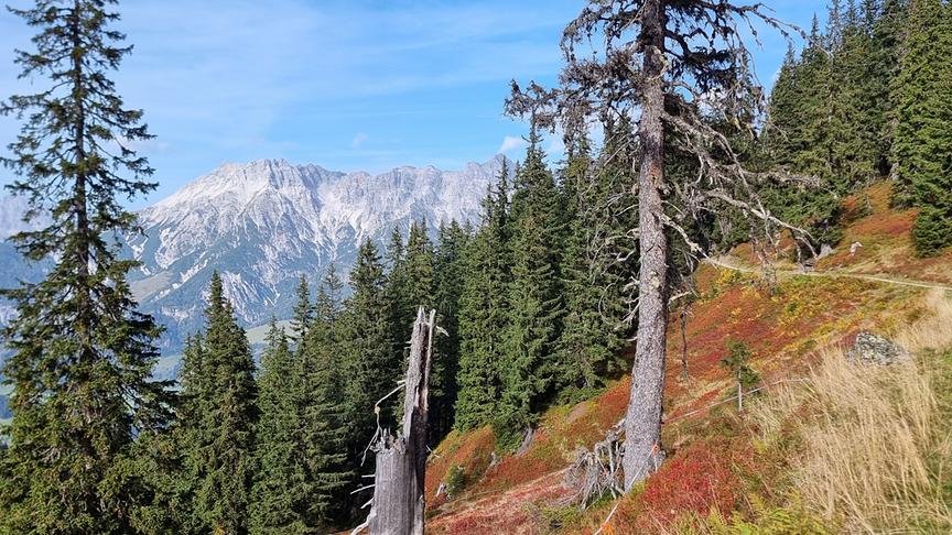 © Georg Ackerer Am Herbstlichen Trail am Asitz unterwegs! (Leogang) (Georg Ackerer)