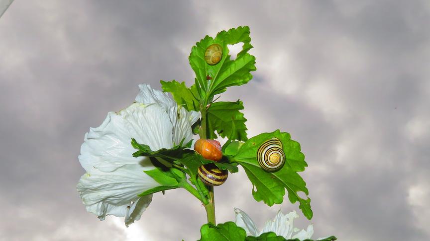 © Georg Wastl Diesen Schnecken-Hibiskus mit 4 Schnecken entdeckte ich heute in Villach, Völkendorf. (Georg Wastl)
