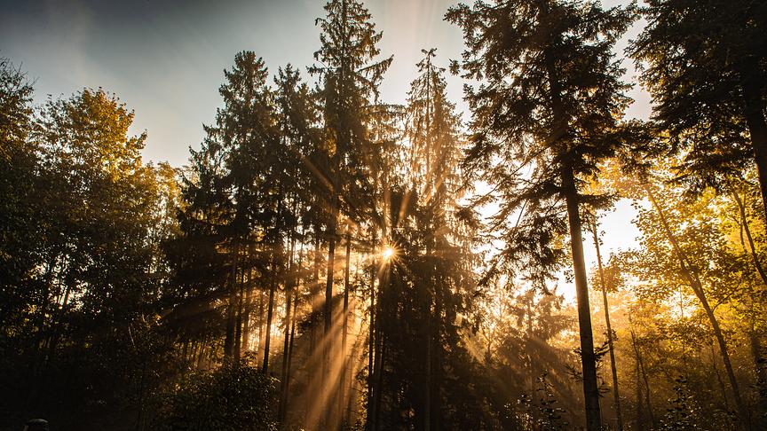 © Manfred Kamleitner Magisches Licht in Feichten (Peuerbach) (Manfred Kamleitner)
