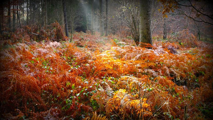 © Reinhard Weigel Morgenfrost (Reinhard Weigel)
