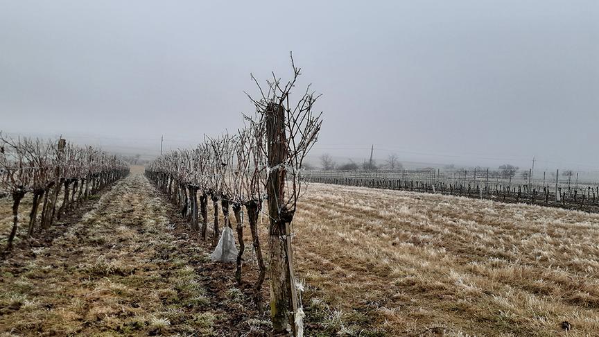 © Maria Luise Ziegler Raureif im Weingarten bei Kattau, an der Grenze zwischen Wald- und Weinviertel. (Maria Luise Ziegler)
